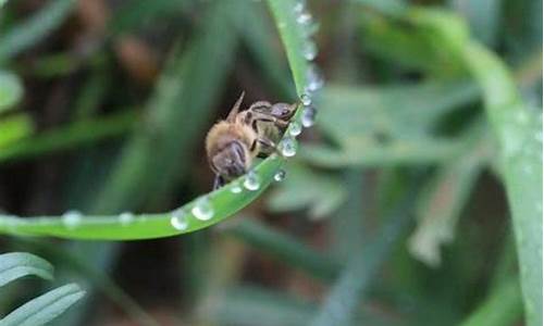 蜜蜂害怕天气热吗_蜜蜂怕热吗?